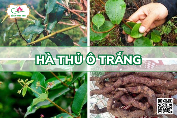 Hà Thủ Ô Trắng - Streptocaulon Juventas, Apocynaceae