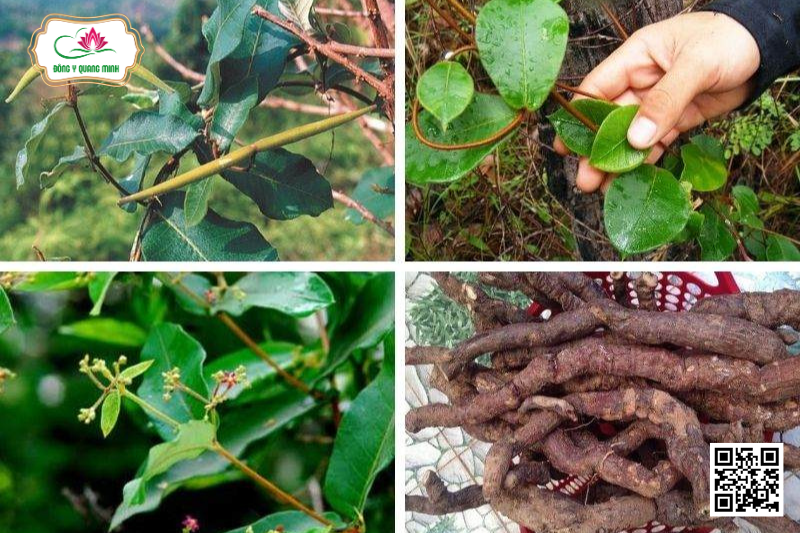 Hà Thủ Ô Trắng - Streptocaulon Juventas, Apocynaceae