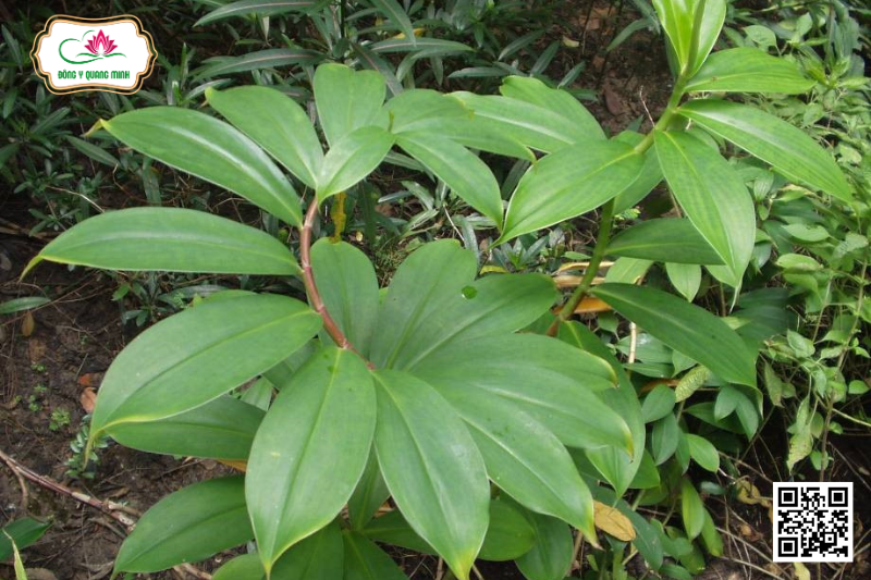 Mía Dò - Cheilocostus Speciosus, Costaceae