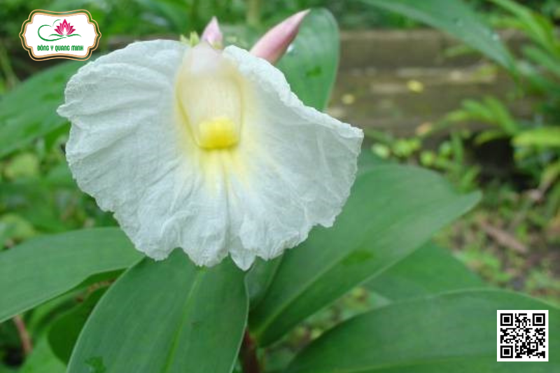 Mía Dò - Cheilocostus Speciosus, Costaceae