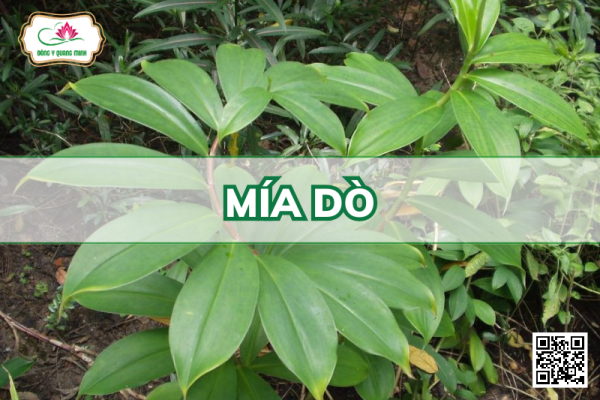 Mía Dò - Cheilocostus Speciosus, Costaceae