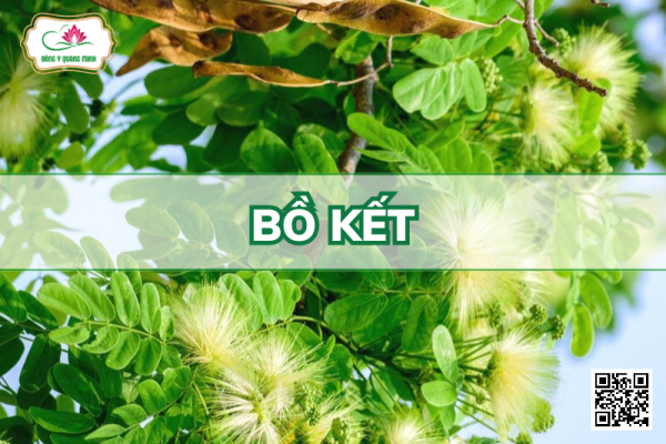 Bồ Kết - Gleditsia Fera, Fabaceae