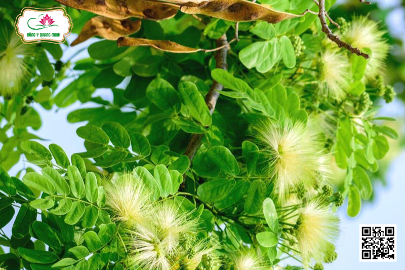 Bồ Kết - Gleditsia Fera, Fabaceae