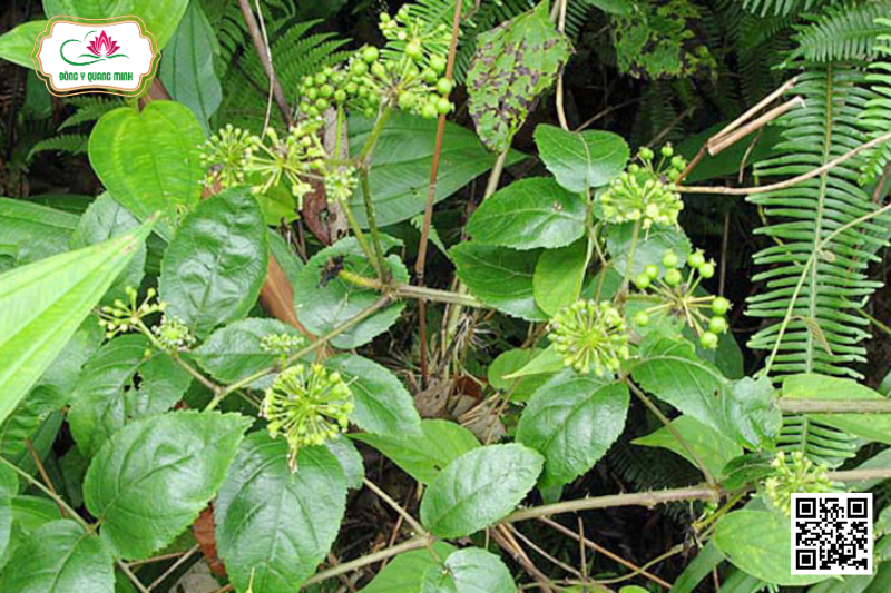 Ngũ Gia Bì Gai - Eleutherococcus Trifoliatus, Araliaceae