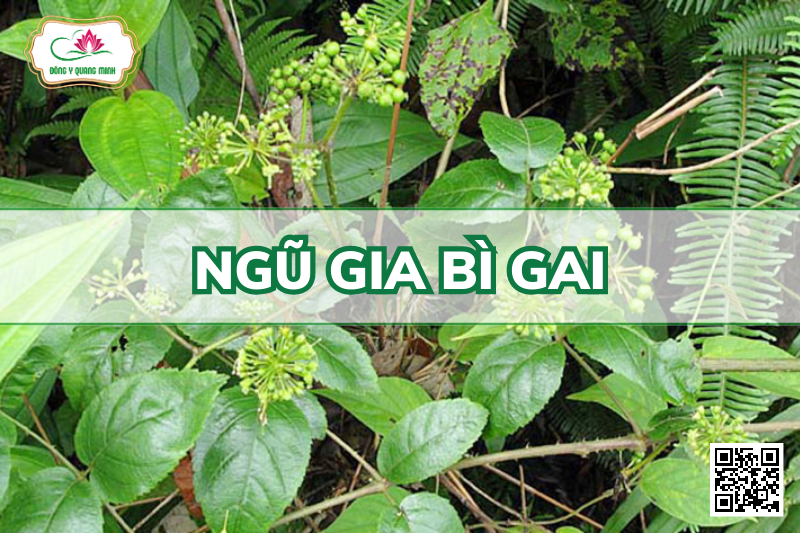 Ngũ Gia Bì Gai - Eleutherococcus Trifoliatus, Araliaceae