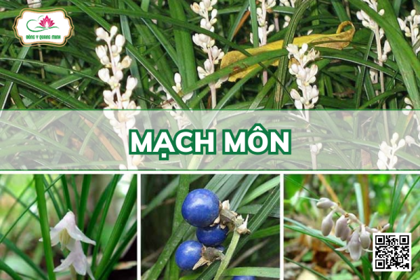 Mạch Môn - Ophiopogon Japonicus, Asparagaceae