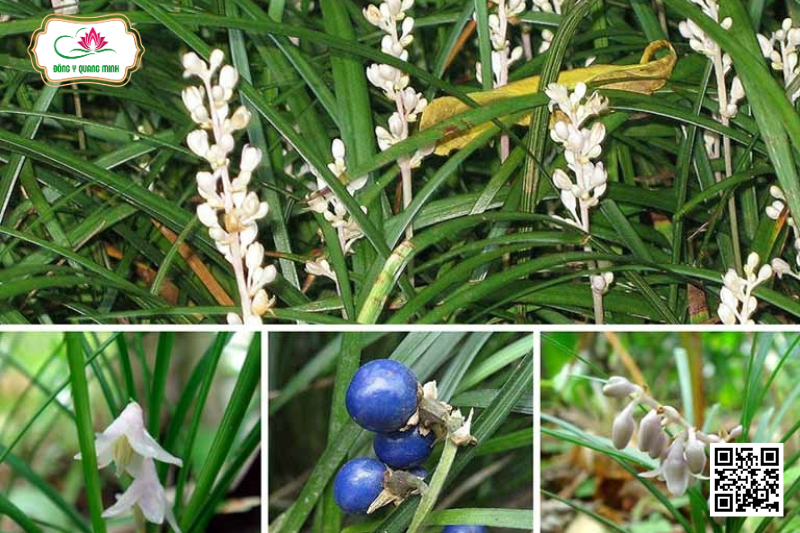 Mạch Môn - Ophiopogon Japonicus, Asparagaceae