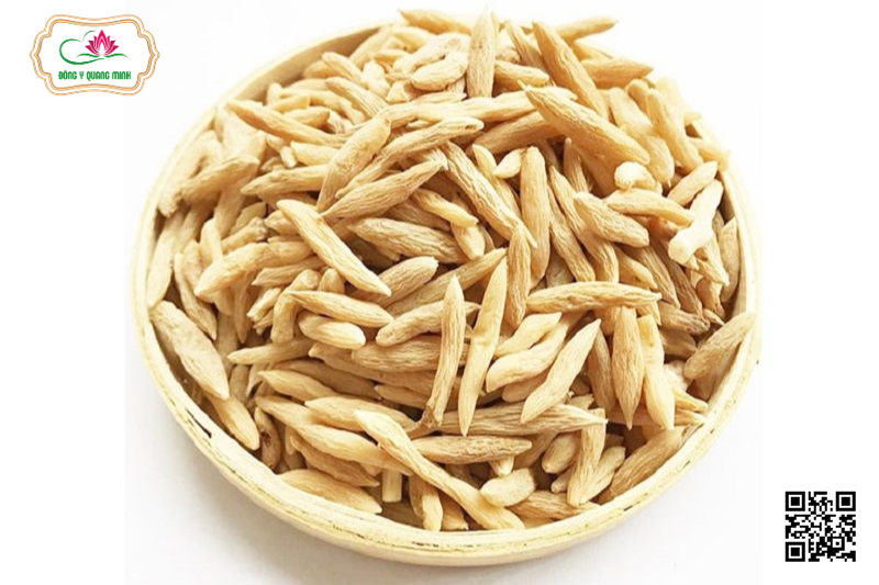 Mạch Môn - Ophiopogon Japonicus, Asparagaceae