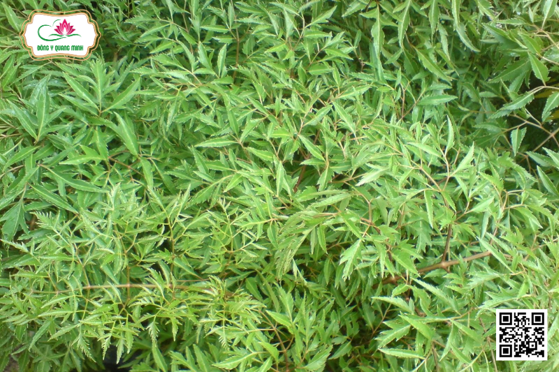 Đinh Lăng - Polyscias Fruticosa, Araliaceae