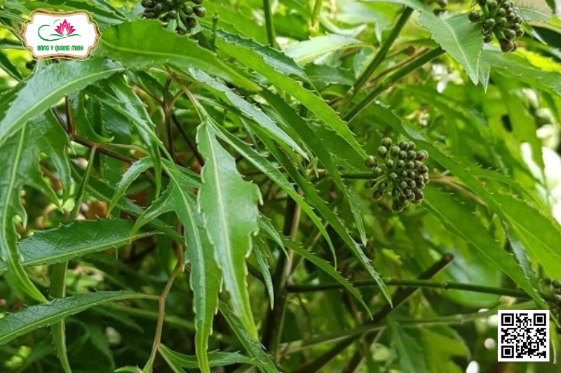 Đinh Lăng - Polyscias Fruticosa, Araliaceae