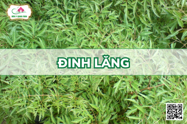 Đinh Lăng - Polyscias Fruticosa, Araliaceae