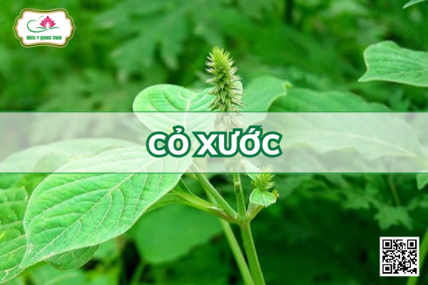 Cỏ Xước - Achyranthes Aspera, Amaranthaceae