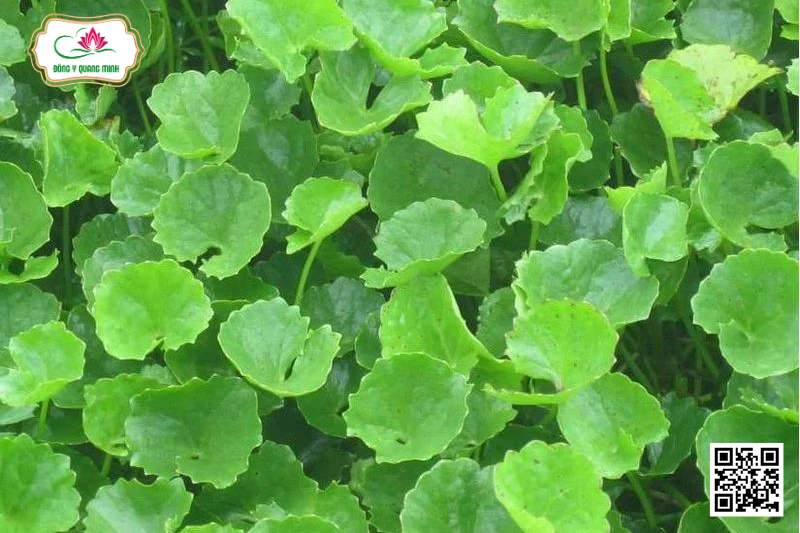Rau Má - Centella Asiatica, Apiaceae