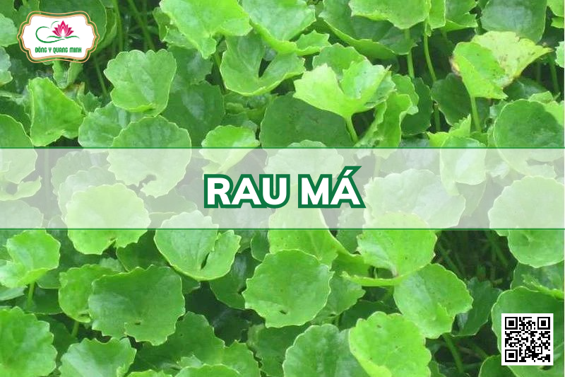 Rau Má - Centella Asiatica, Apiaceae