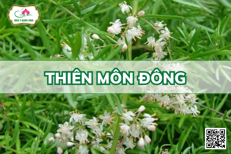 Thiên Môn Đông – Asparagus Cochinchinensis, Asparagaceae