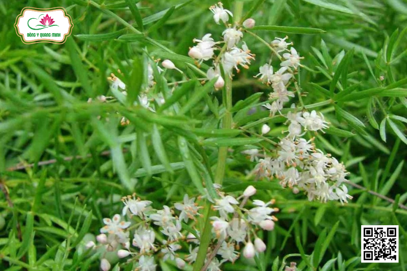 Thiên Môn Đông – Asparagus Cochinchinensis, Asparagaceae
