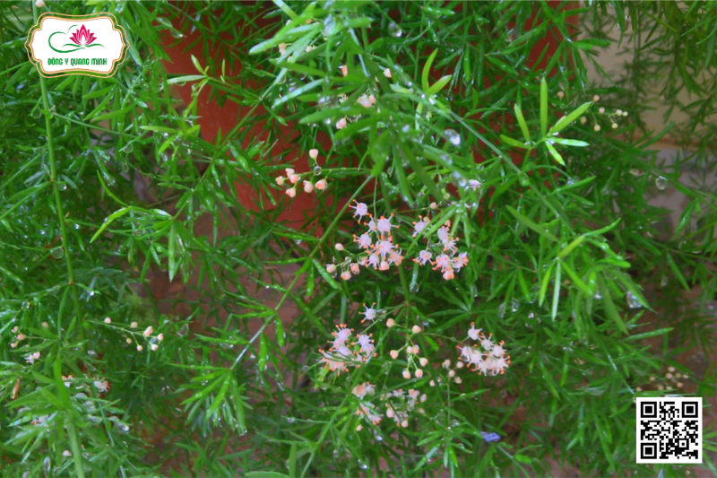 Thiên Môn Đông – Asparagus Cochinchinensis, Asparagaceae