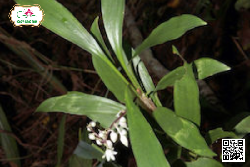 Cao cẳng lá mác - Ophiopogon Dracaenoides (Baker) Hook.F