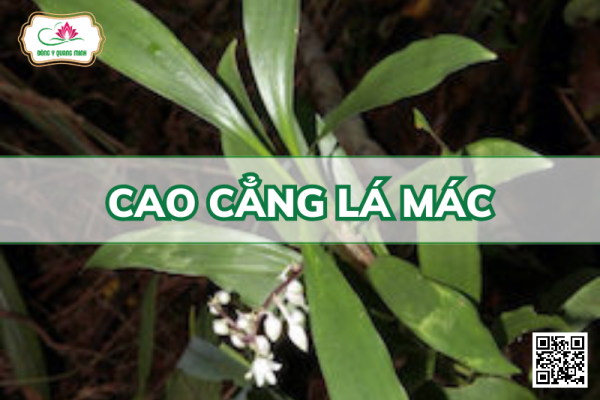 Cao cẳng lá mác - Ophiopogon Dracaenoides (Baker) Hook.F