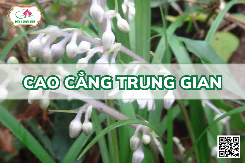 Cao Cẳng Trung Gian - Ophiopogon Intermedius D.Don