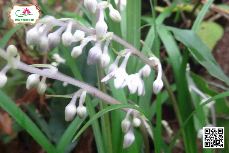 Cao Cẳng Trung Gian - Ophiopogon Intermedius D.Don