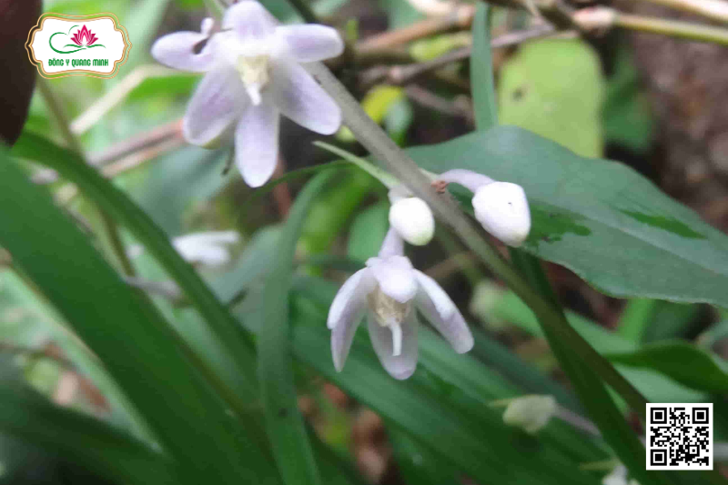 Cao Cẳng Trung Gian - Ophiopogon Intermedius D.Don