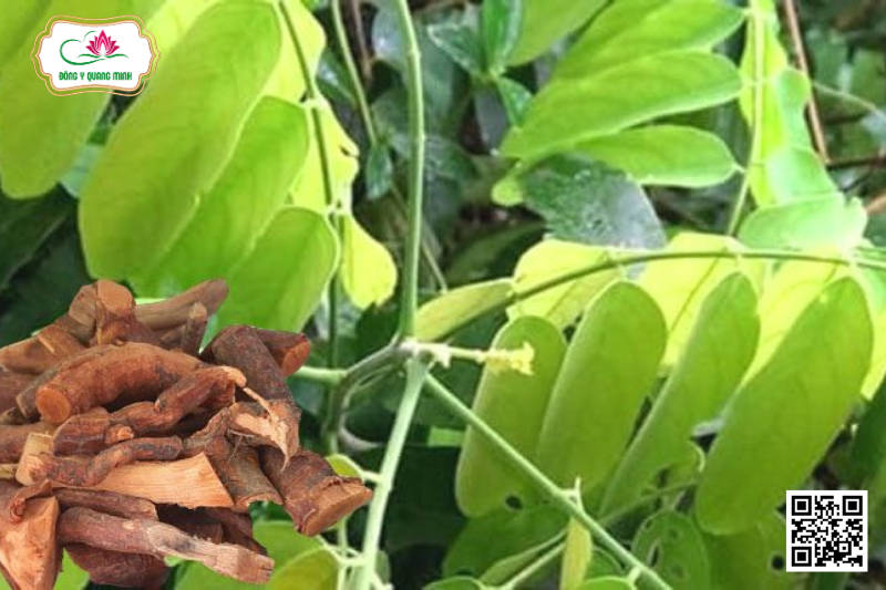 Dây Lửa Ít Gân - Rourea Oligophlebia Merr