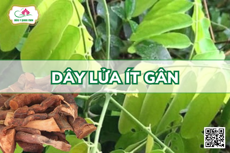 Dây Lửa Ít Gân - Rourea Oligophlebia Merr