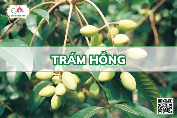 Trám Hồng - Canarium Bengalense Roxb