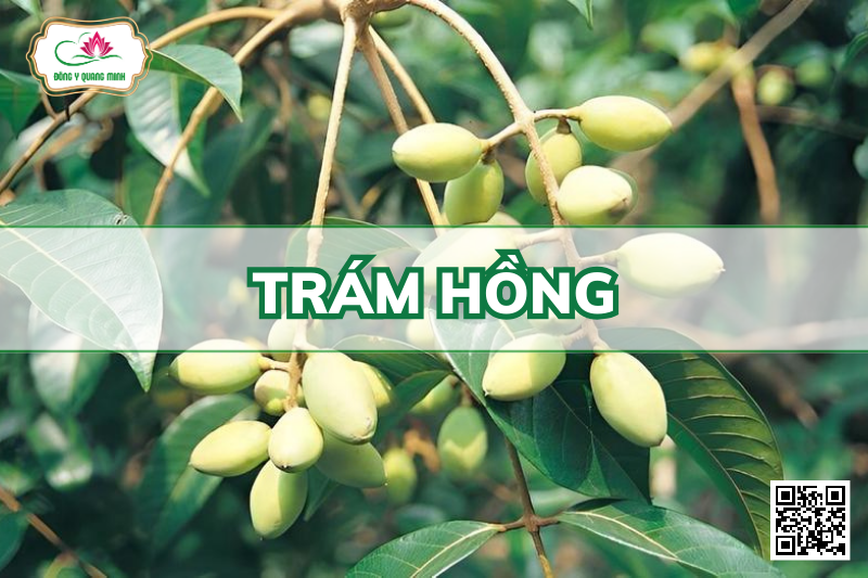 Trám Hồng - Canarium Bengalense Roxb