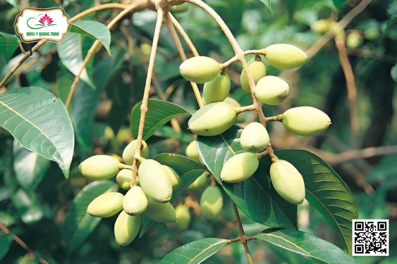 Trám Hồng - Canarium Bengalense Roxb