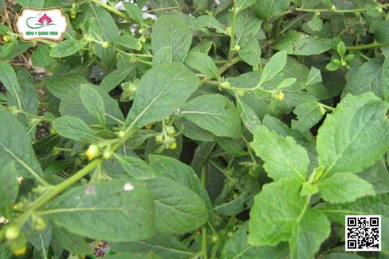 Thiên Danh Tinh - Carpesium Abrotanoides L