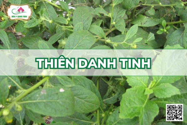 Thiên Danh Tinh - Carpesium Abrotanoides L