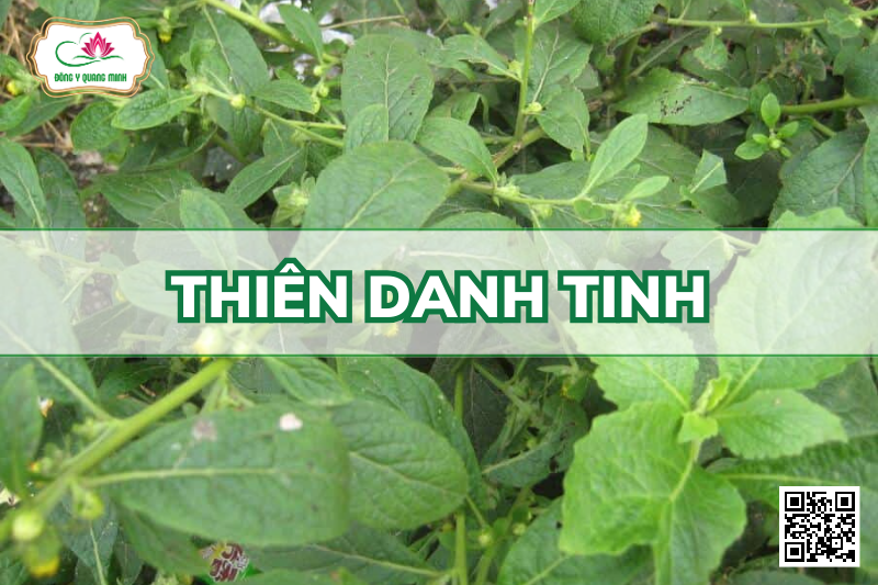 Thiên Danh Tinh - Carpesium Abrotanoides L