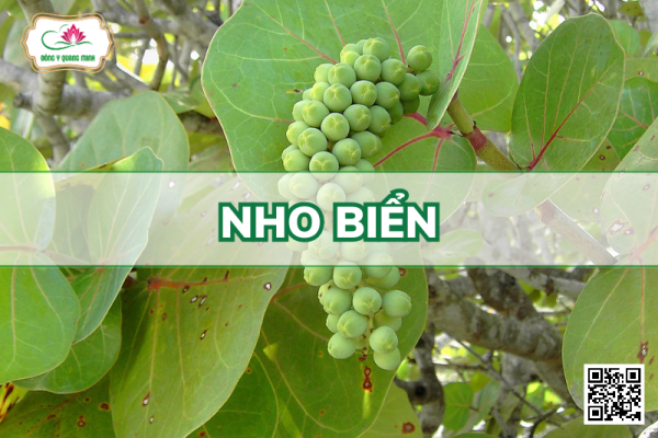 Nho Biển - Coccoloba Uvifera (L.) L