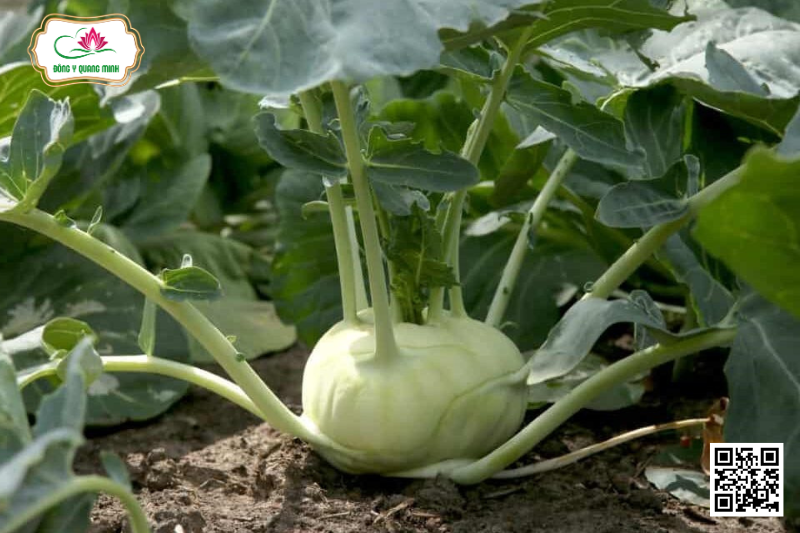 Su Hào - Brassica Caulorapa (DC)
