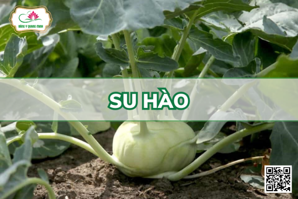 Su Hào - Brassica Caulorapa (DC)