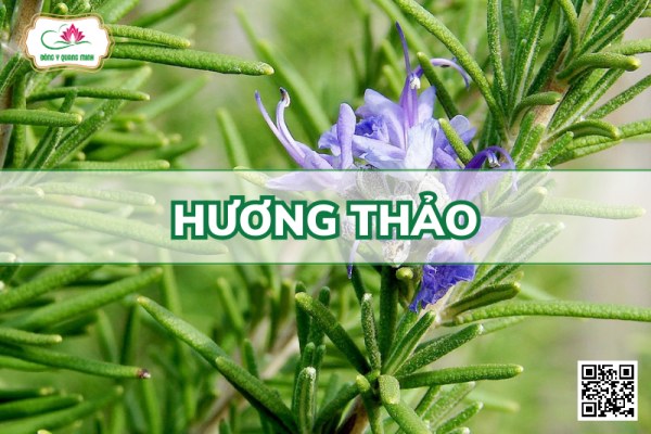 Hương Thảo - Rosmarinus Officinalis Lamiaceae