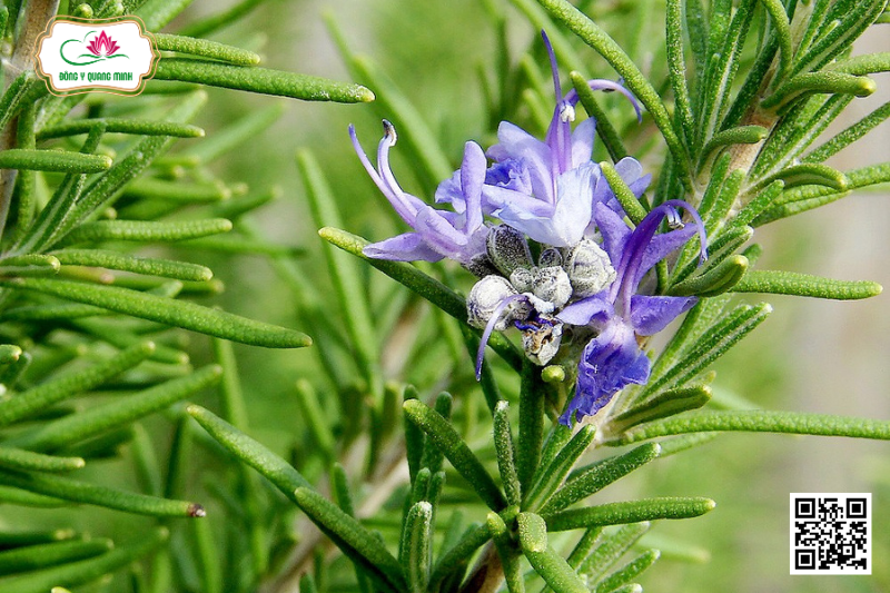 Hương Thảo - Rosmarinus Officinalis Lamiaceae