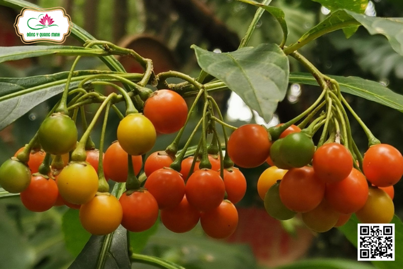 Chanh Trường - Solanum Spirale Roxb