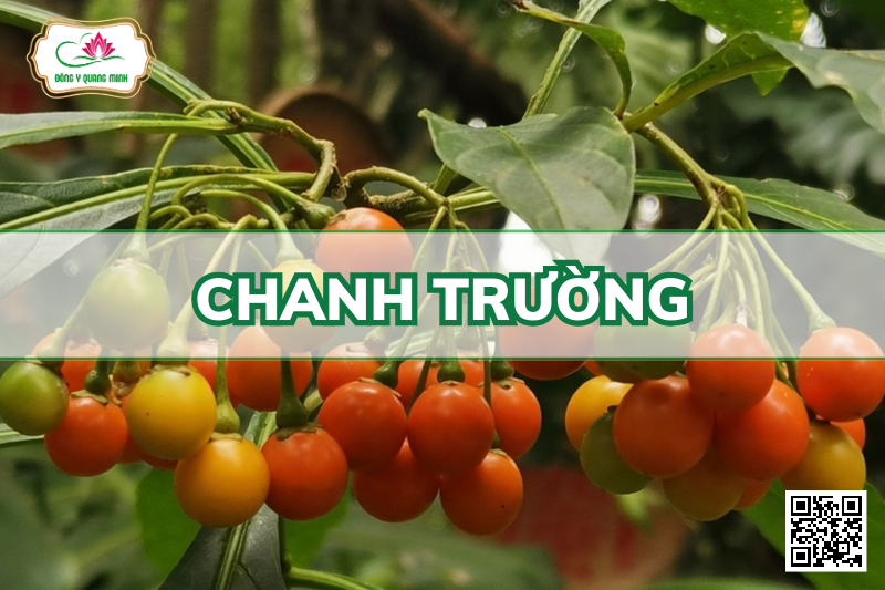 Chanh Trường - Solanum Spirale Roxb
