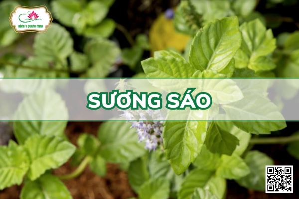 Sương Sáo - Mesona Chinensis Benth