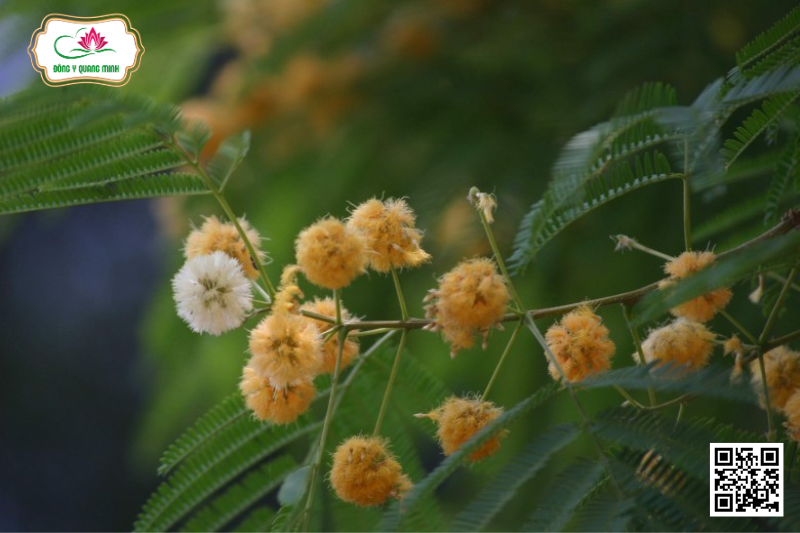 Bản Xé Thơm - Alicia Odoratissima (Lf) Benth