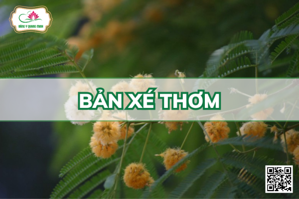 Bản Xé Thơm - Alicia Odoratissima (Lf) Benth