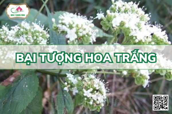Bại Tượng Hoa Trắng - Patrinia Villosa (Thunb.) Juss