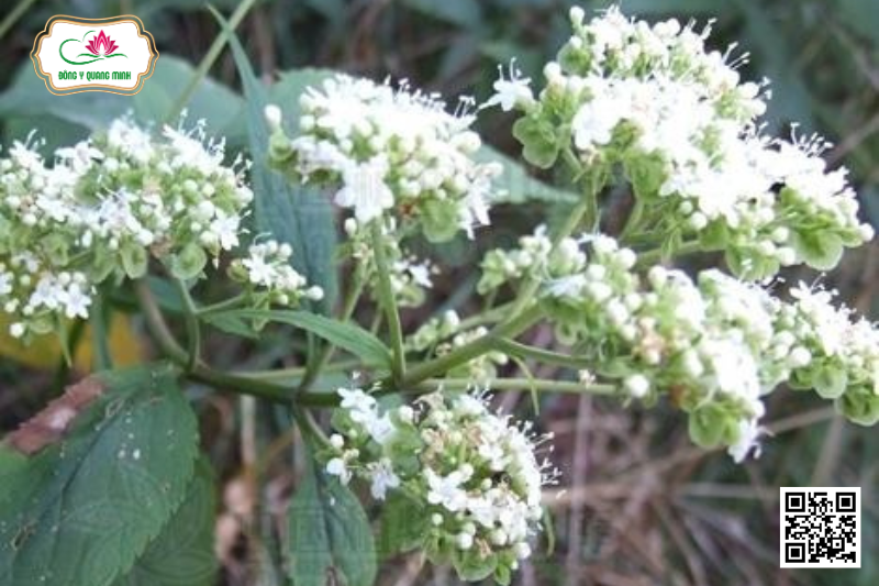 Bại Tượng Hoa Trắng - Patrinia Villosa (Thunb.) Juss