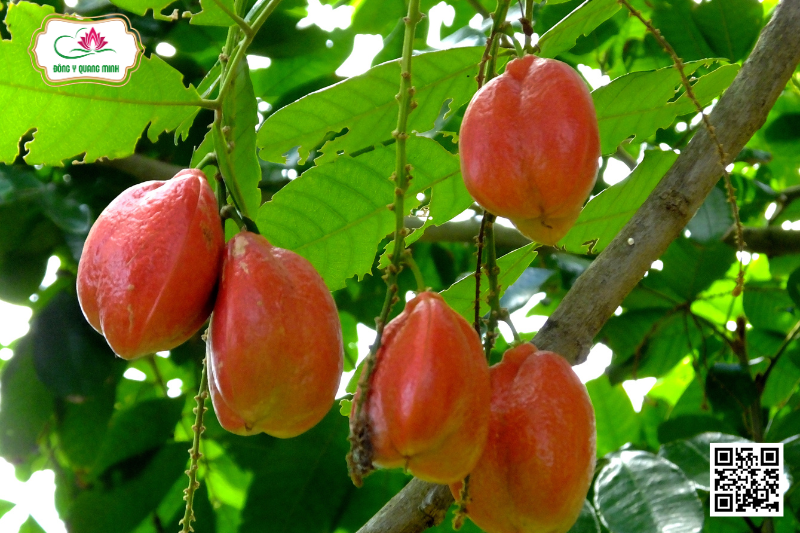 A Kê - Blighia Sapida Koenig