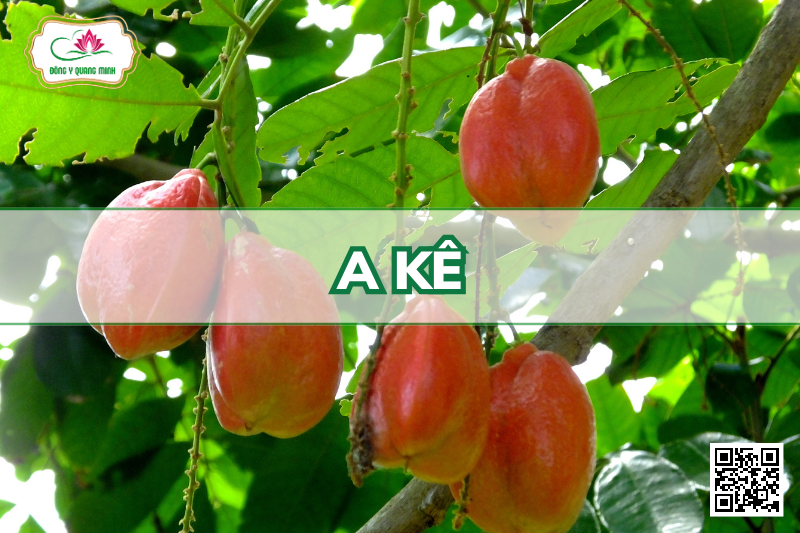 A Kê - Blighia Sapida Koenig