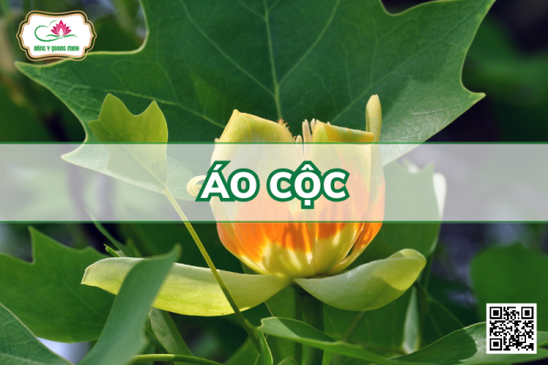 Áo Cộc - Liriodendron Chinense (Hemsl.) Sarg