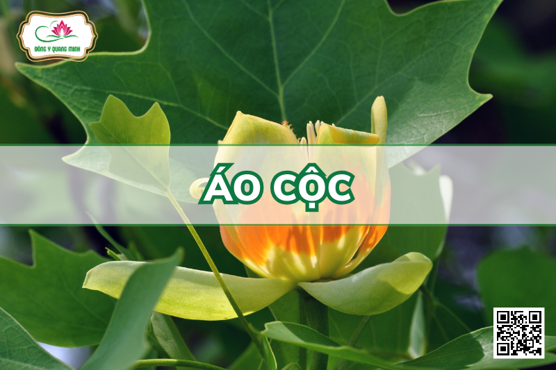 Áo Cộc - Liriodendron Chinense (Hemsl.) Sarg